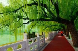 ❀龍叔主播照片