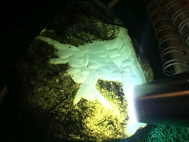 褪去野性，只图安稳主播照片