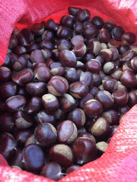 山东农副土特产品主播照片