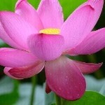 ♛军★少♛海报