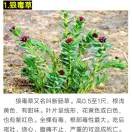 情比金坚vt的头像