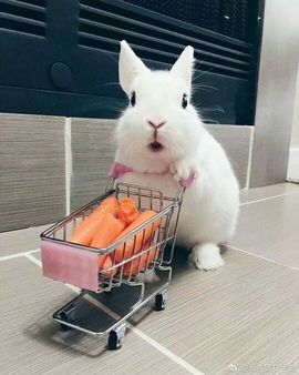 小兔子乖乖♛主播照片