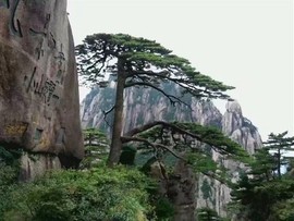 ❀龍叔主播照片