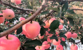 逍遥快活的人主播照片