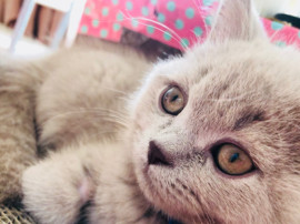 铁柱是我家猫主播照片
