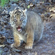 打虎武二郎海报