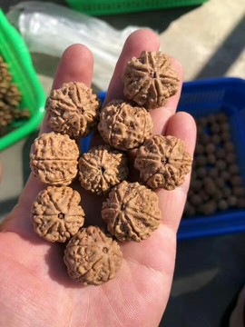 成都酒神哥主播照片
