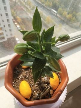 上官🌸九兒牙痛休息主播照片