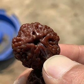 成都酒神哥主播照片