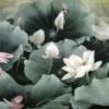 璀璨阳光（紫荆花）海报