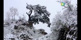 傲世英雄6主播照片