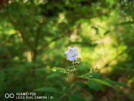 华风五主播照片