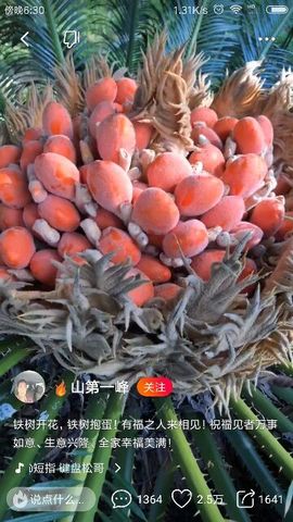 狼王风采主播照片