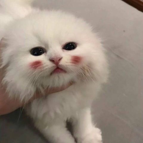梦梦‘’的主播照片