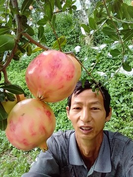 攀西石榴之乡(钱忠喜主播照片