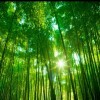 萌娜丽莎的二舅海报