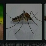 蚊子嗡嗡叫主播去睡觉的头像