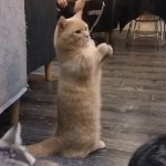 会飞的jb🐔