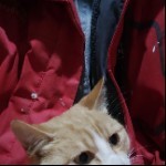 净无痕*海报
