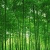 一生何求hgn