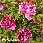 ♞欢迎我老公