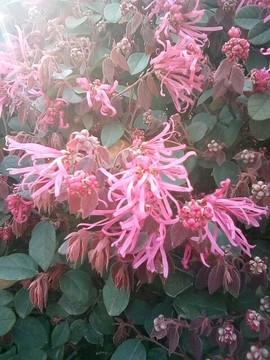 梦💞洁主播照片
