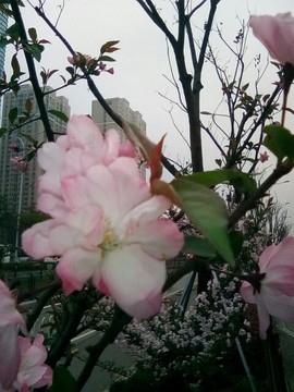 梦💞洁主播照片