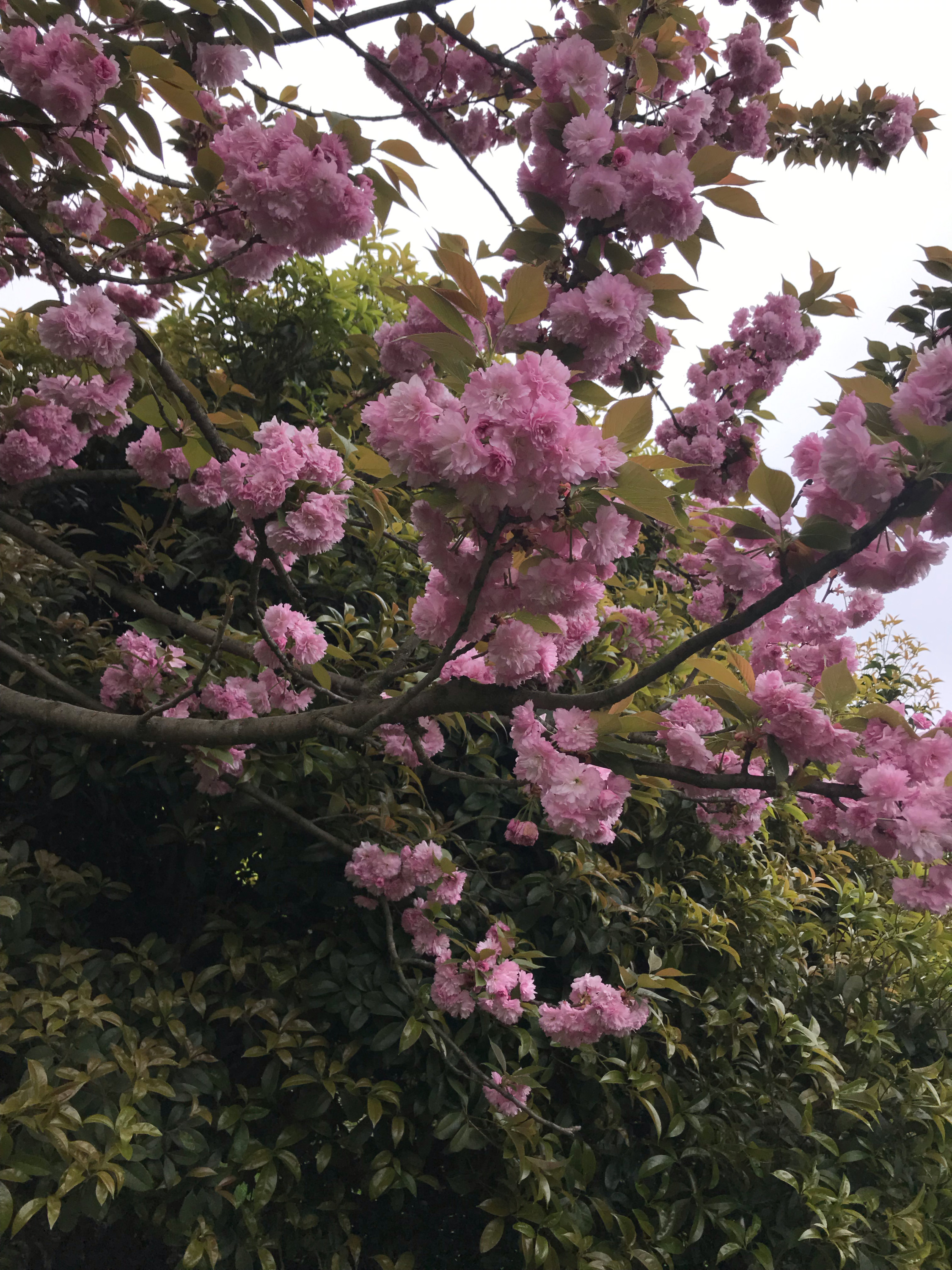 汪英缘主播照片