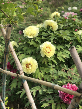 芒果果榴莲莲十二主播照片