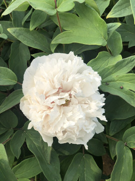 芒果果榴莲莲十二主播照片