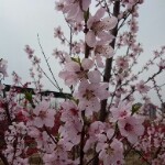 春暖花开o*