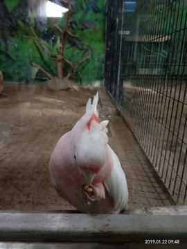 天涯~~~主播照片