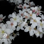 泪水渲染了离别海报