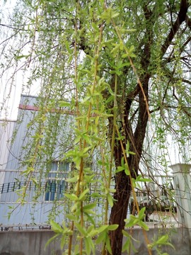 隨風的沙主播照片