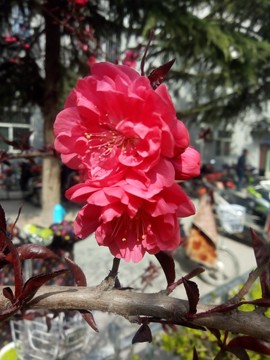 隨風的沙主播照片