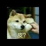 哈士奇nb海报