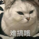 守护《猪猪小宝贝》