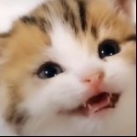 他翘翘的海报