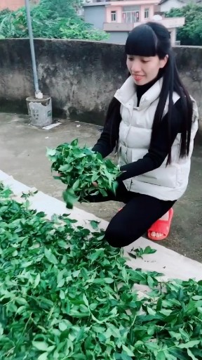 春茶，开採啦