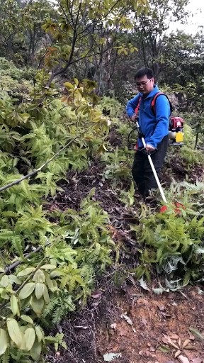 大王叫我来巡山