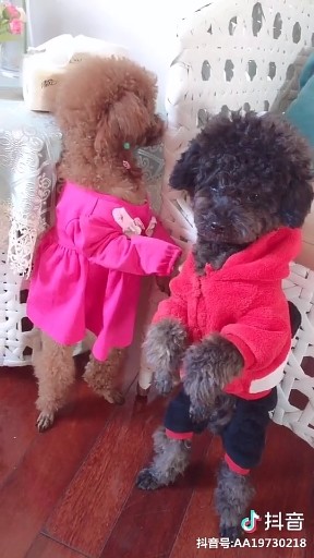 阳光女孩小狗女充满阳光欢乐喜剧