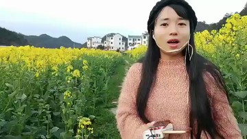 油菜花开了