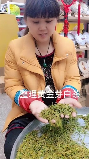 整理黄金芽白茶