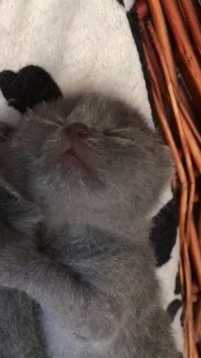 七只小蓝宝