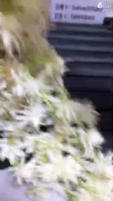 缅甸过年