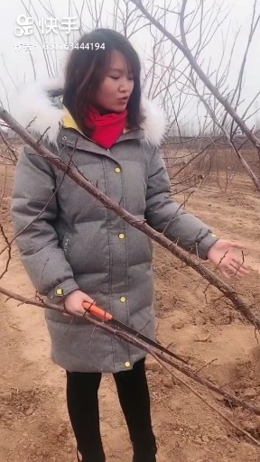 修剪枝条