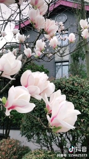 朝饮木兰之坠露兮，夕餐菊之落英