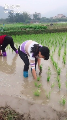 茶山里的小傻瓜