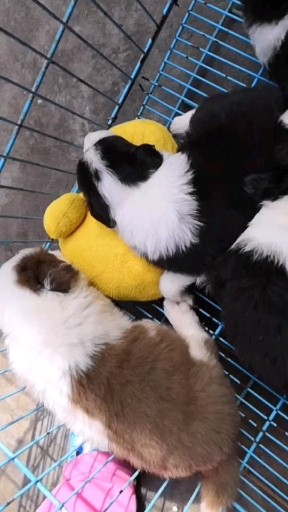 家有萌宠喜欢可以联系