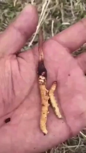 一个虫一个虫草！！！！！！需要